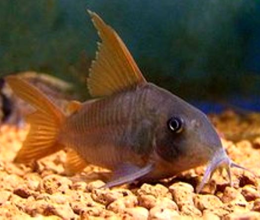 Corydoras - ConColor